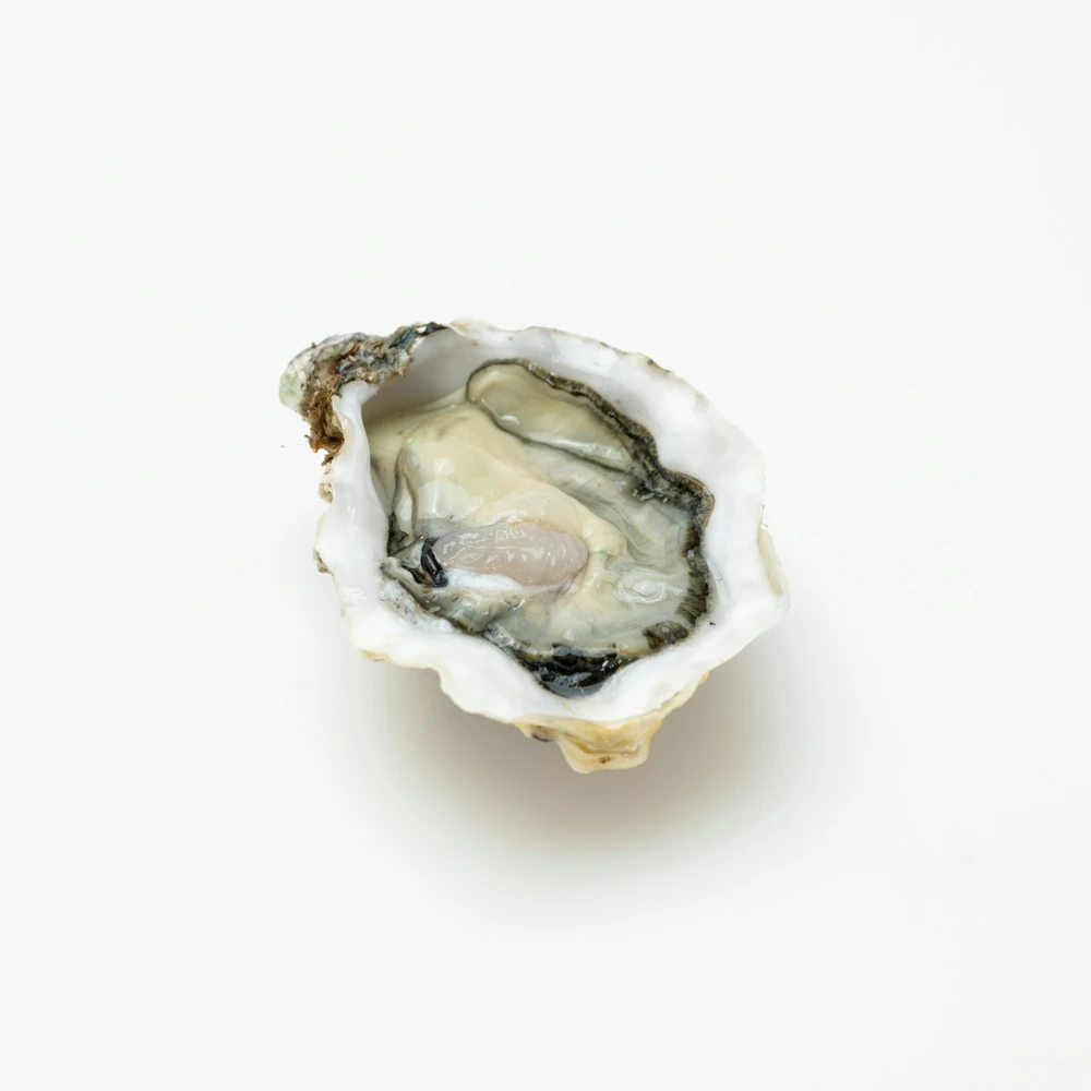 Open oyster shell showing its nacre