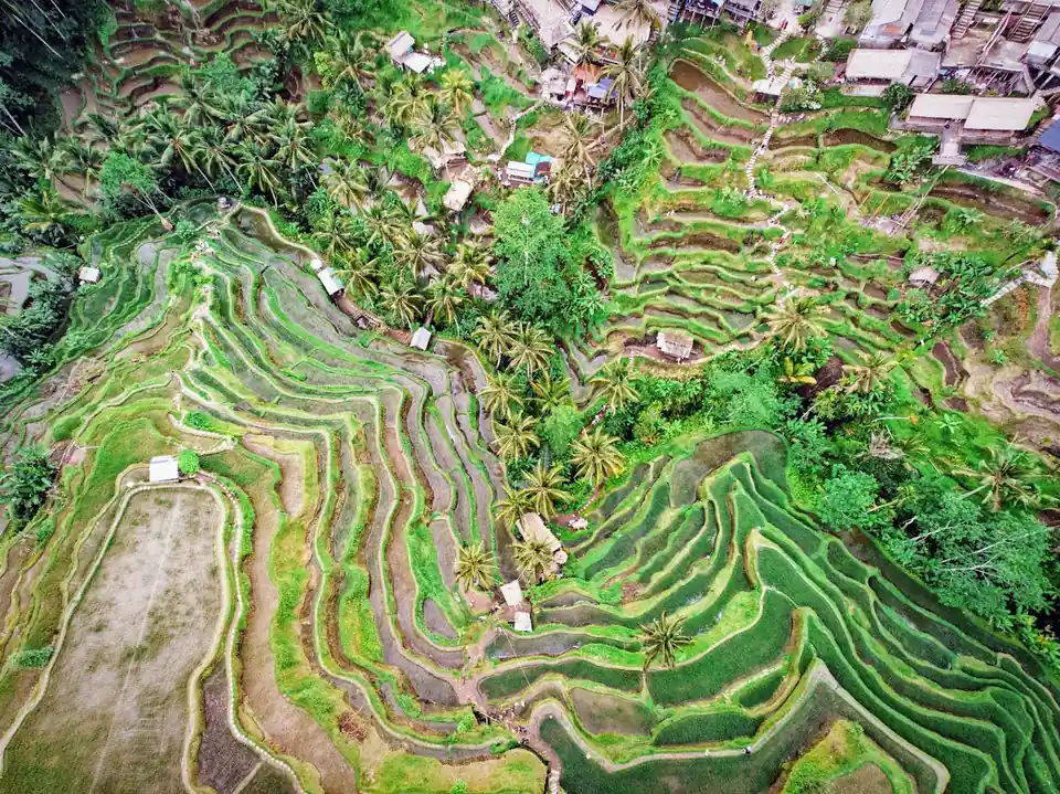 Rice terraces in the hills around Ubud, Bali